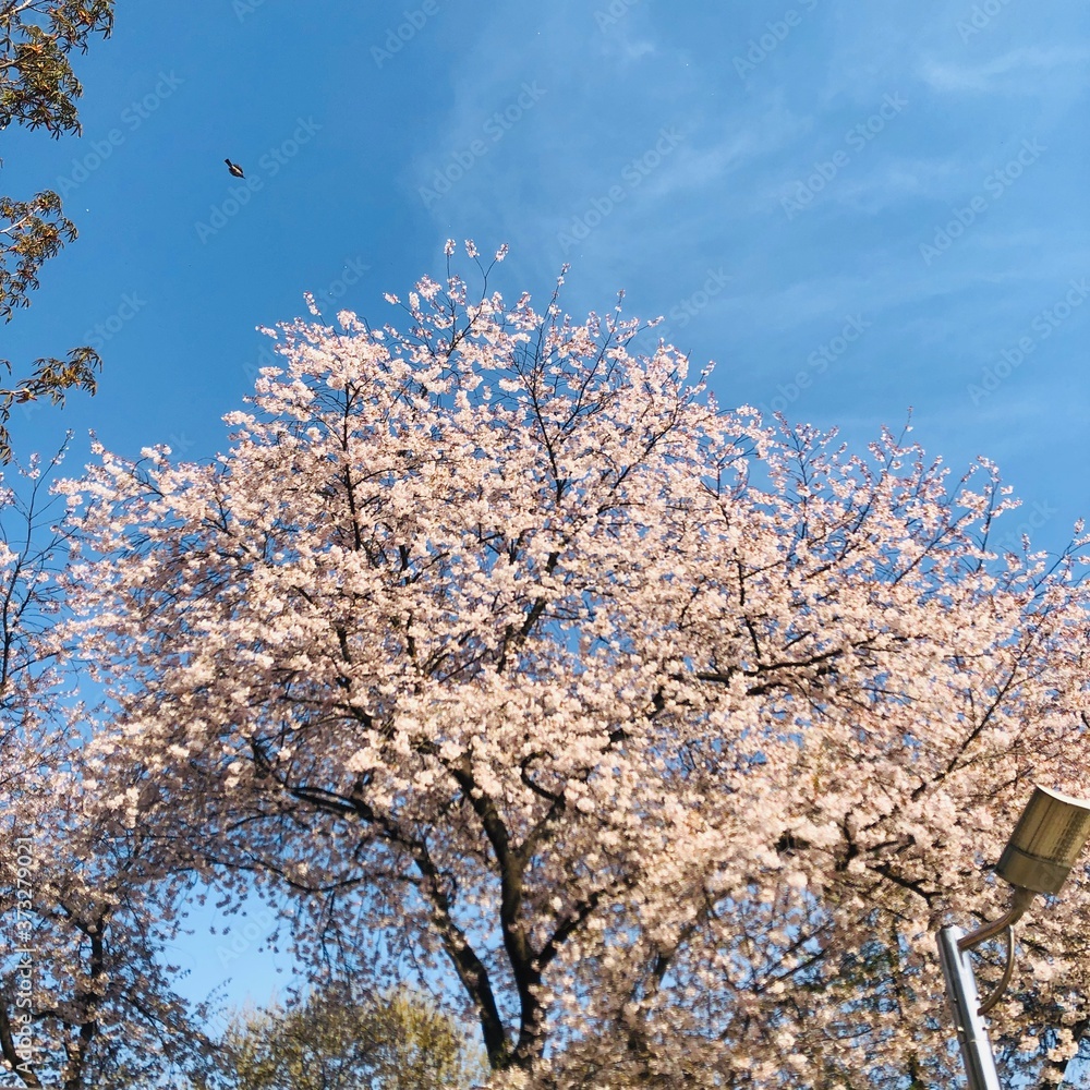 cherry blossom in spring