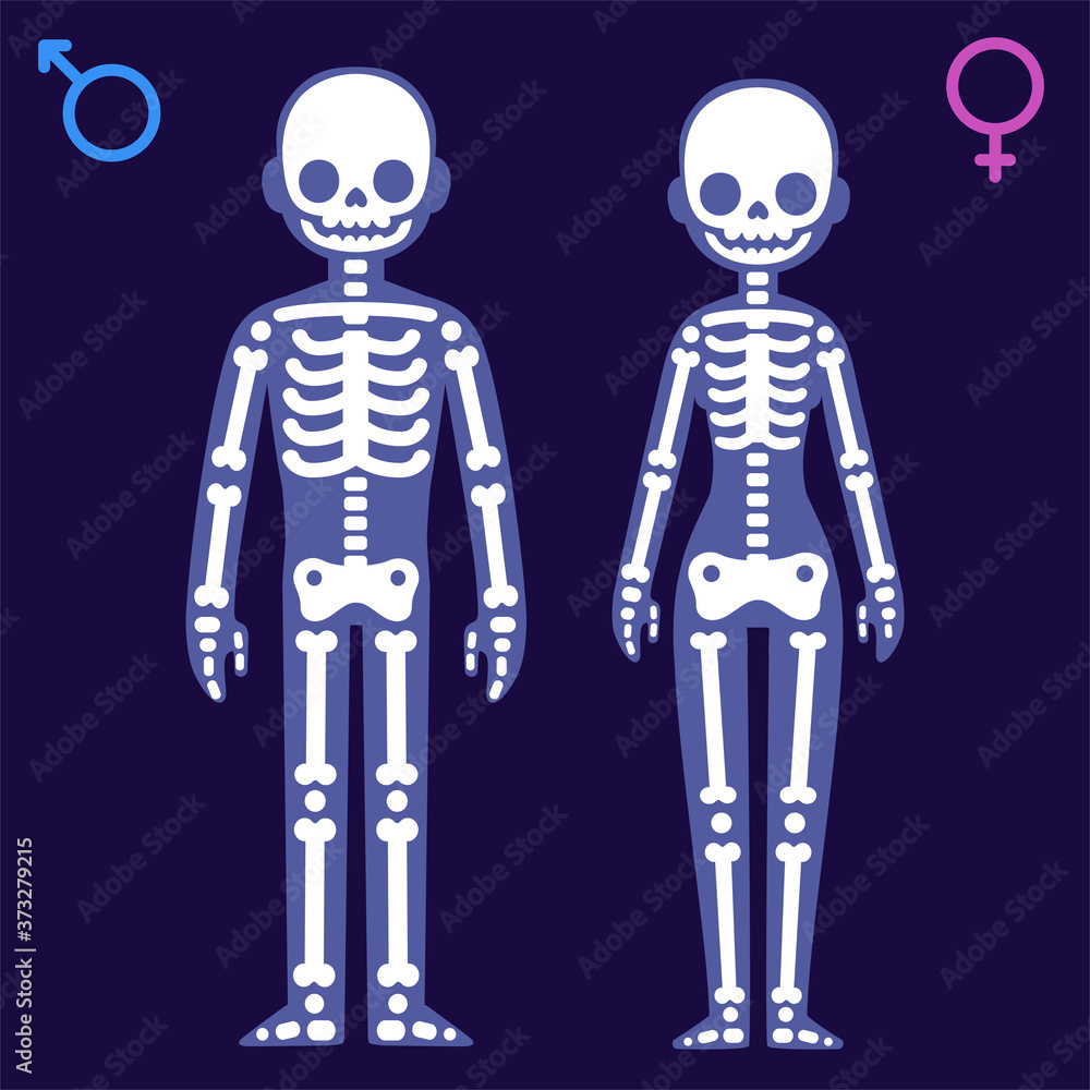 Male and female skeleton