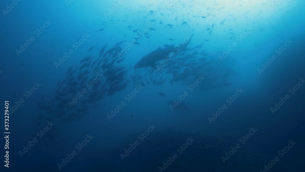 Underwater wide shot of shark silhouette and school of fish swimming in circle in deep ocean Underwater wide shot of shark silhouette and school of fish swimming in circle in deep ocean
