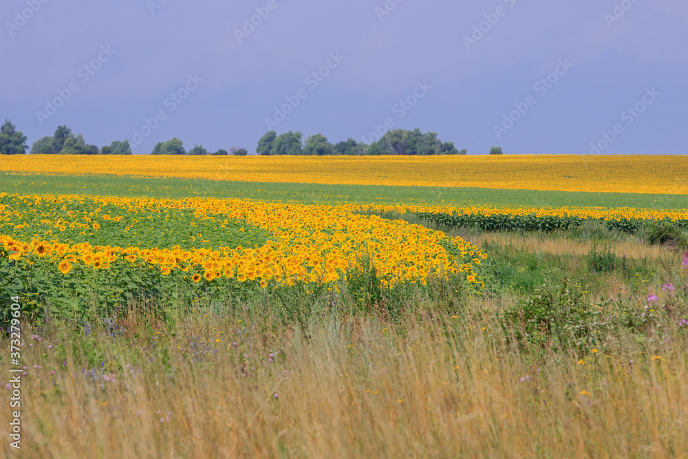 Blooming sunflower fields. Summer. Tula region. Russia.