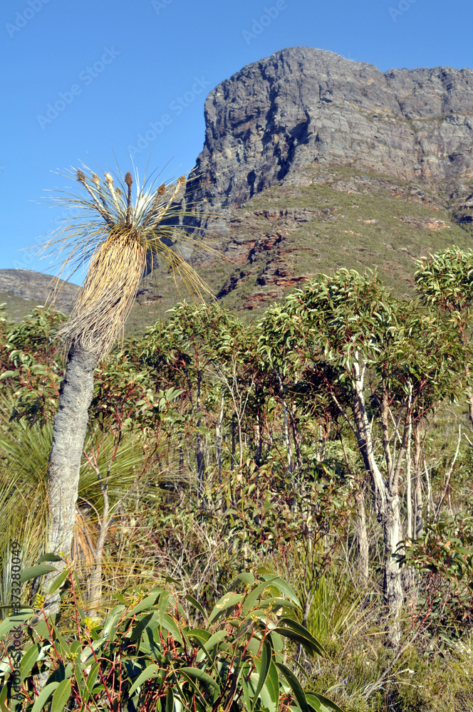 Fototapeta Arid bush scrub land with Bluff Knoll in the distance; the highest peak in Western Australia.