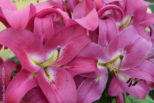 pink lily closeup © Anastasia