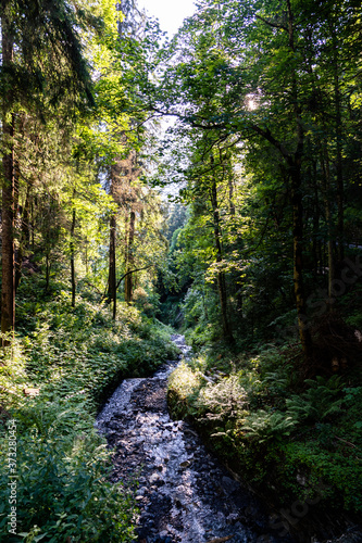 Forest Creek in the morning