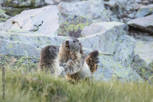 Combat de Marmottes