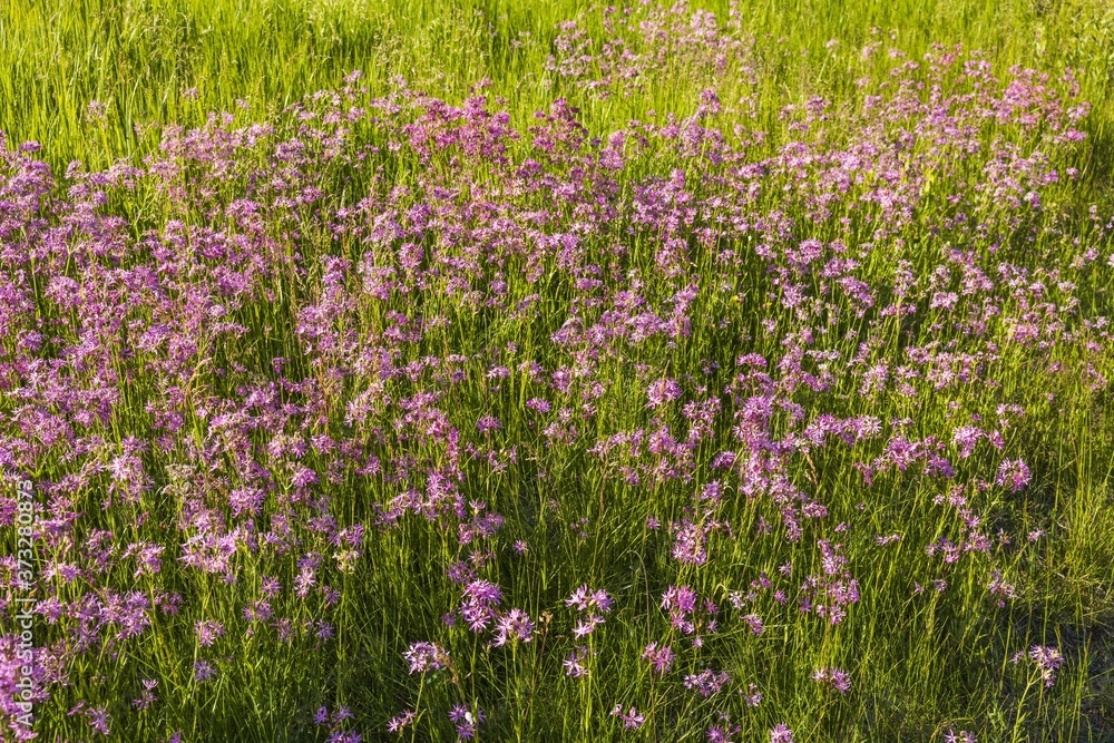 View of purple wildflowers on green meadow. Beautiful summer backgrounds. View of purple wildflowers on green meadow. Beautiful summer backgrounds.
