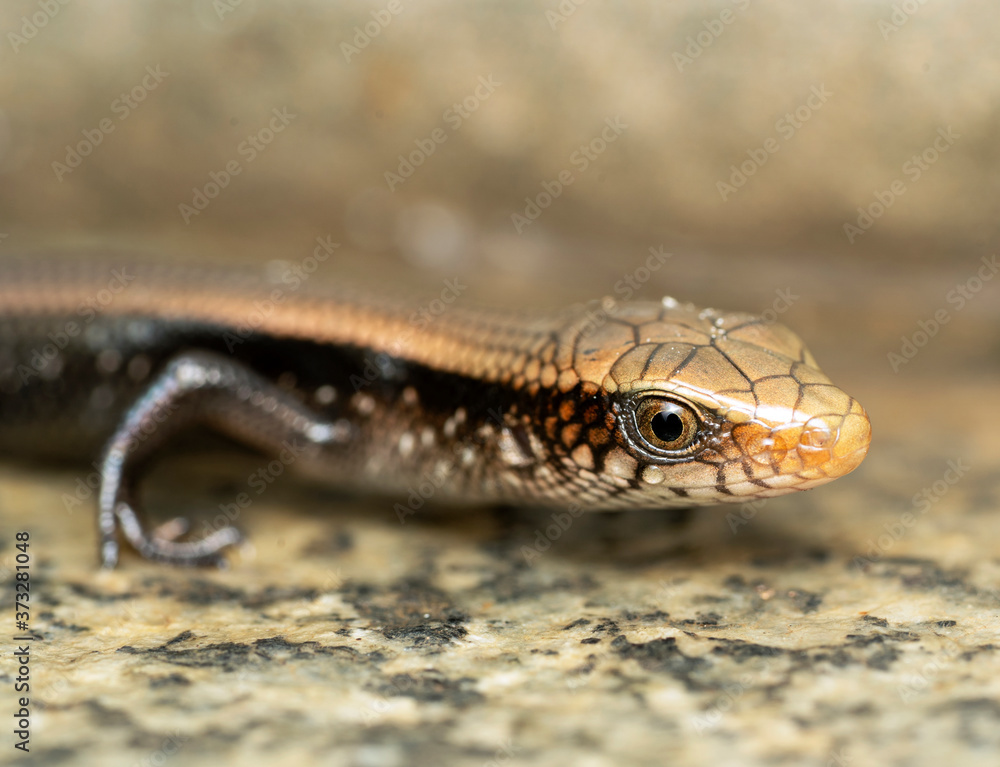 Obraz premium Crying Lizard