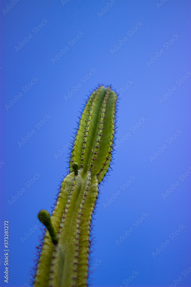 Naklejka premium Upwardly growing cactus in the middle of sunny Sicily