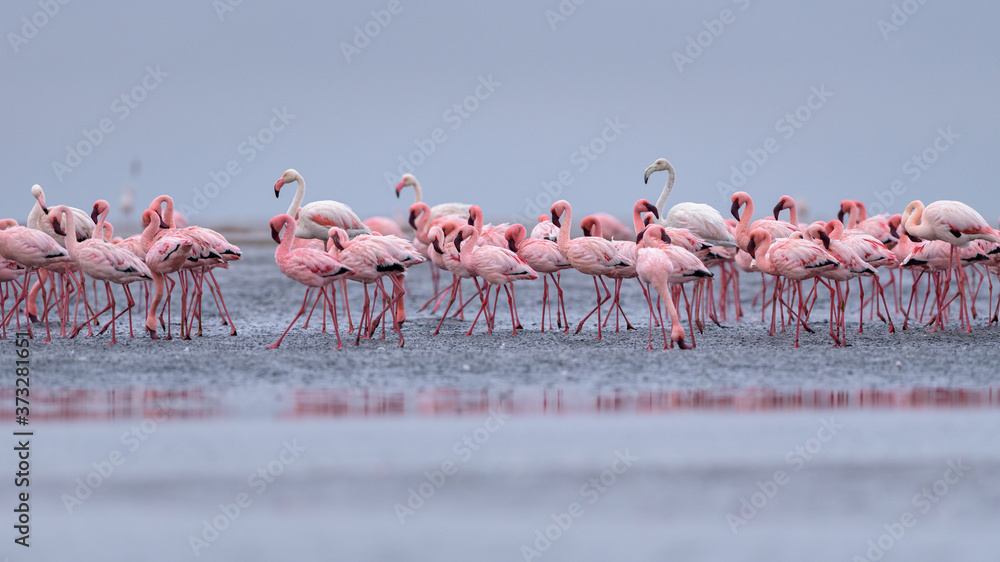 Naklejka premium Flamingos flock walvisbaai Namibia