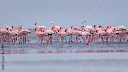 Flamingos flock walvisbaai Namibia