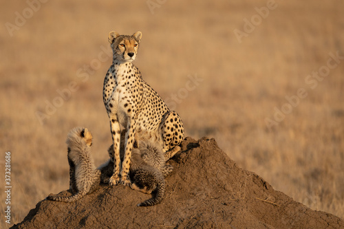 Cheetah mother and her four cubs feeding sitting on a termite mound in Serengeti in Tanzania