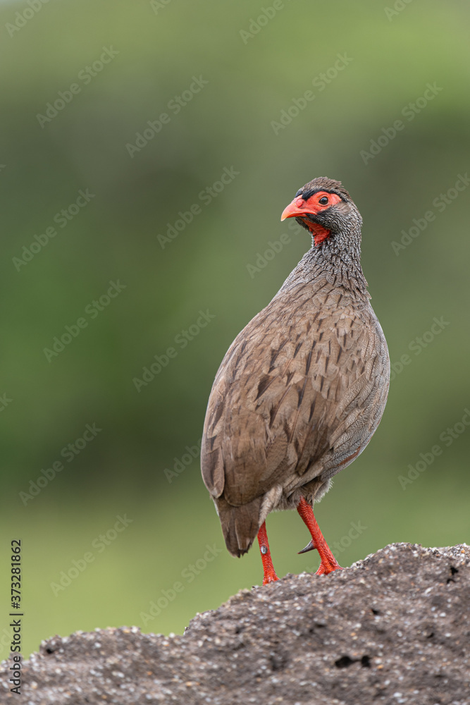 Red-necked spurfowl (Pternistis afer cranchii) portrait blurred background Red-necked spurfowl (Pternistis afer cranchii) portrait blurred background