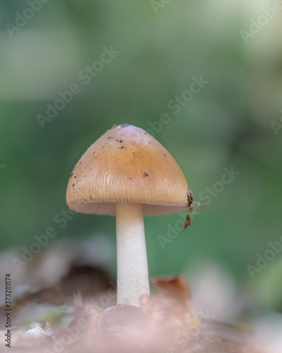 Mushroom macro photo, autumn photography