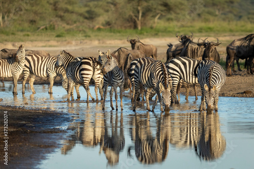 Zebra herd standing in river drinking water in Ndutu in Tanzania