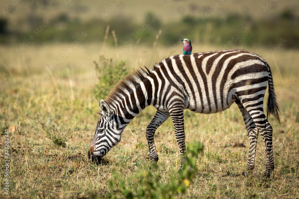 Young zebra grazing with a lilac breasted roller on its back in Masai Mara in Kenya Young zebra grazing with a lilac breasted roller on its back in Masai Mara in Kenya