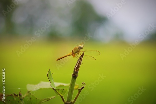 Dragonfly on a leaf © istab