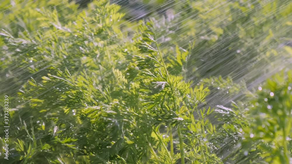 Lots of green kail vegetables on the garden in Estonia.4K Lots of green kail vegetables on the garden in Estonia.4K