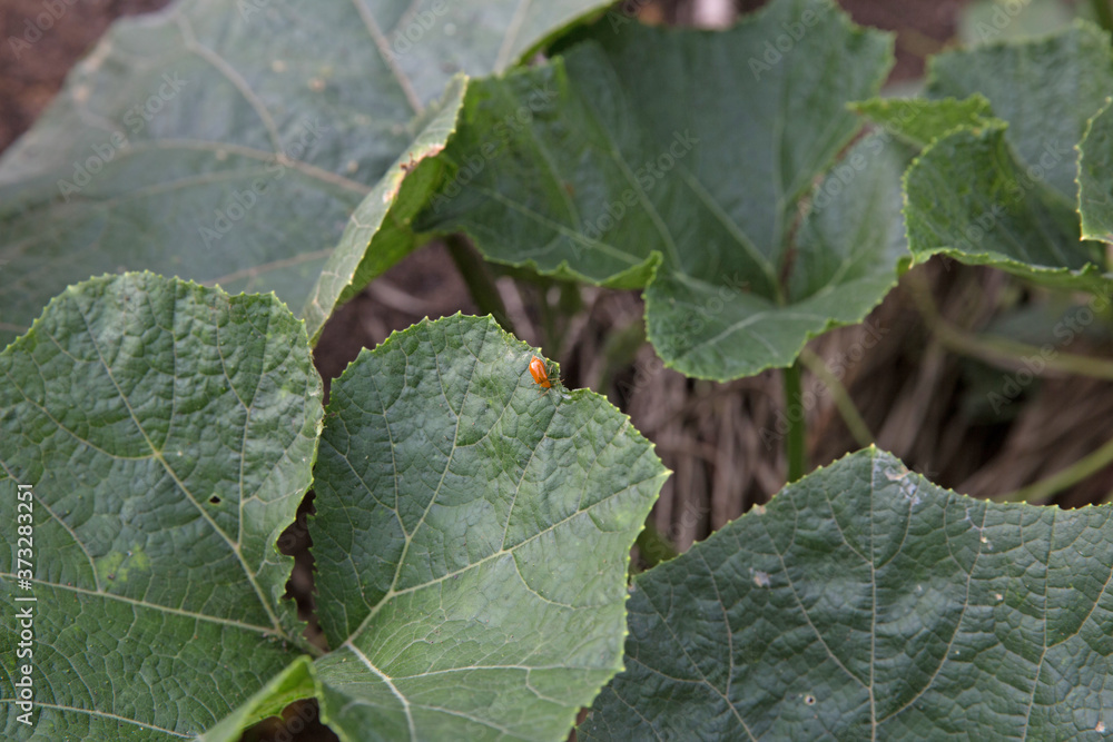 Ladybugs eat pumpkin leaves, focus selective. Ladybugs eat pumpkin leaves, focus selective.