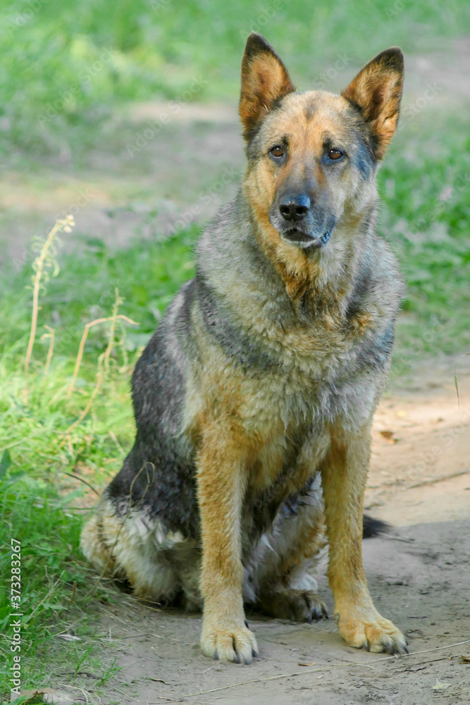 portrait of german shepherd