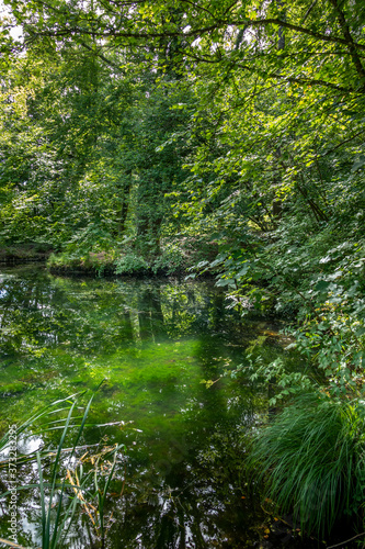 Fototapeta Naklejka Na Ścianę i Meble -  Teich im Wald, Bernried, Bayern, Deutschland