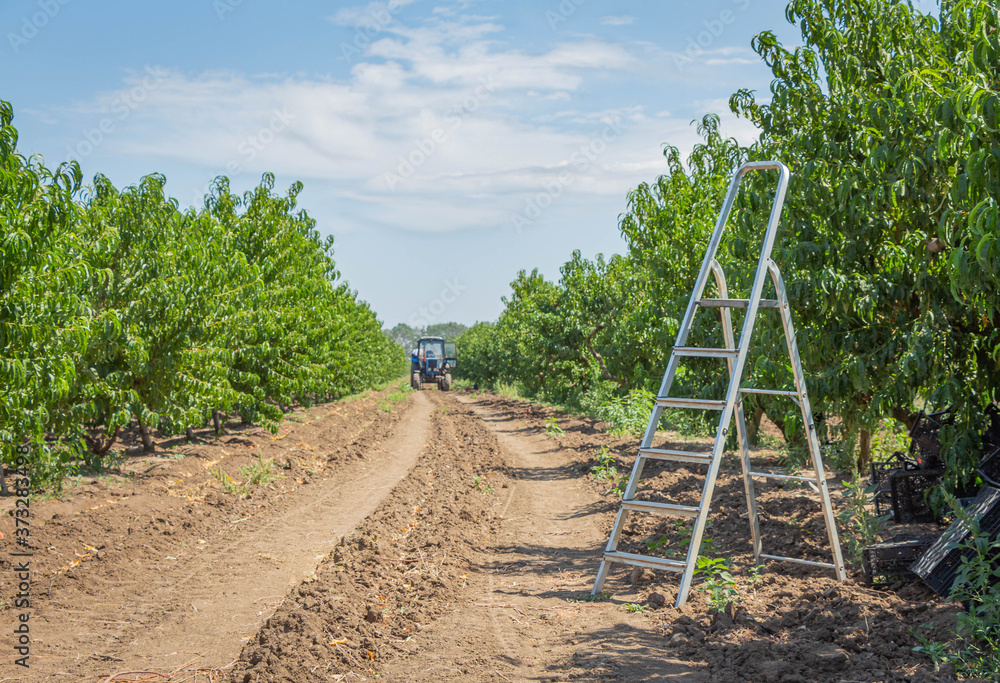 Peach garden. Seasonal harvest of peaches in the garden. Peach garden. Seasonal harvest of peaches in the garden.
