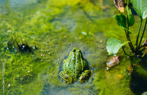 green fat frog is sitting in the pond