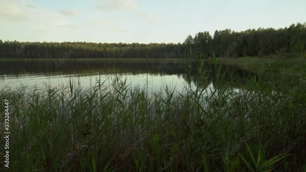 Dreamlike lake shoreline is overgrown with wild grass. Panoramic view of the grassy bank. A summer season calm water reservoir surface. A scenic tranquil landscape between the afternoon and evening. Dreamlike lake shoreline is overgrown with wild grass. Panoramic view of the grassy bank. A summer season calm water reservoir surface. A scenic tranquil landscape between the afternoon and evening.