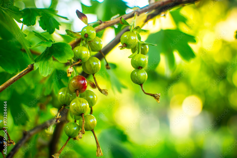 Currant Currant