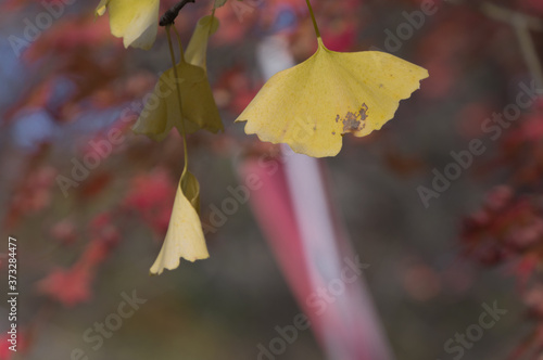 Shimogamo Shrine's autumn leaves, Shimogamo, Sakyo Ward, Kyoto City, Kyoto Prefecture. photo