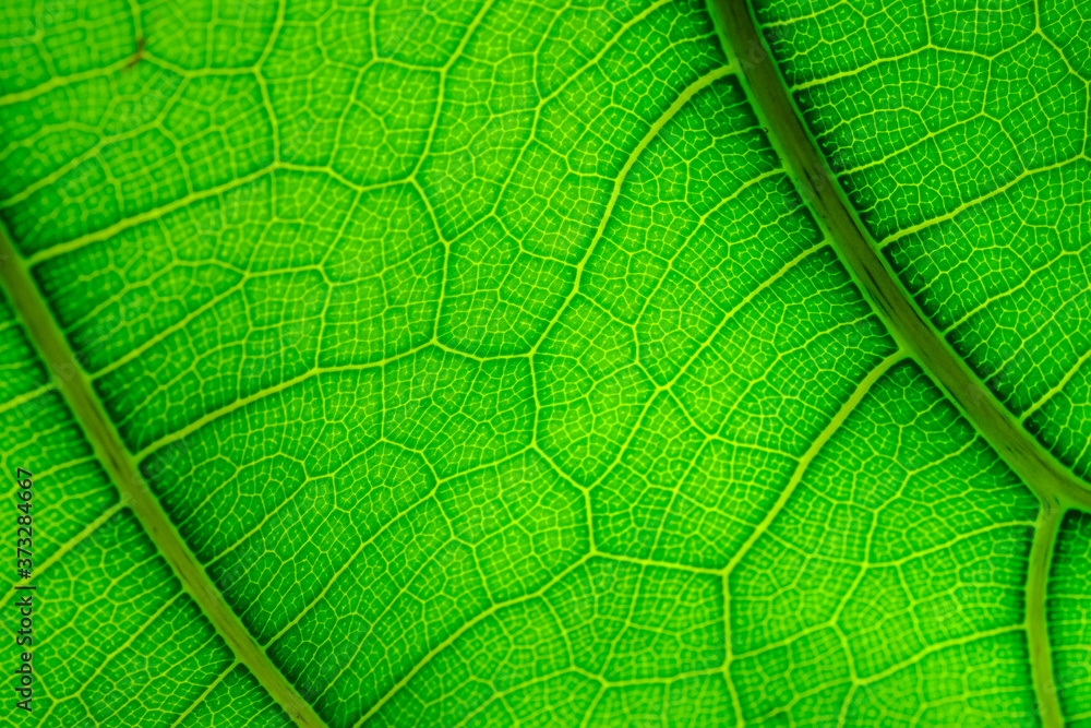 Full Frame Shot Of Textures Of Green Leaf