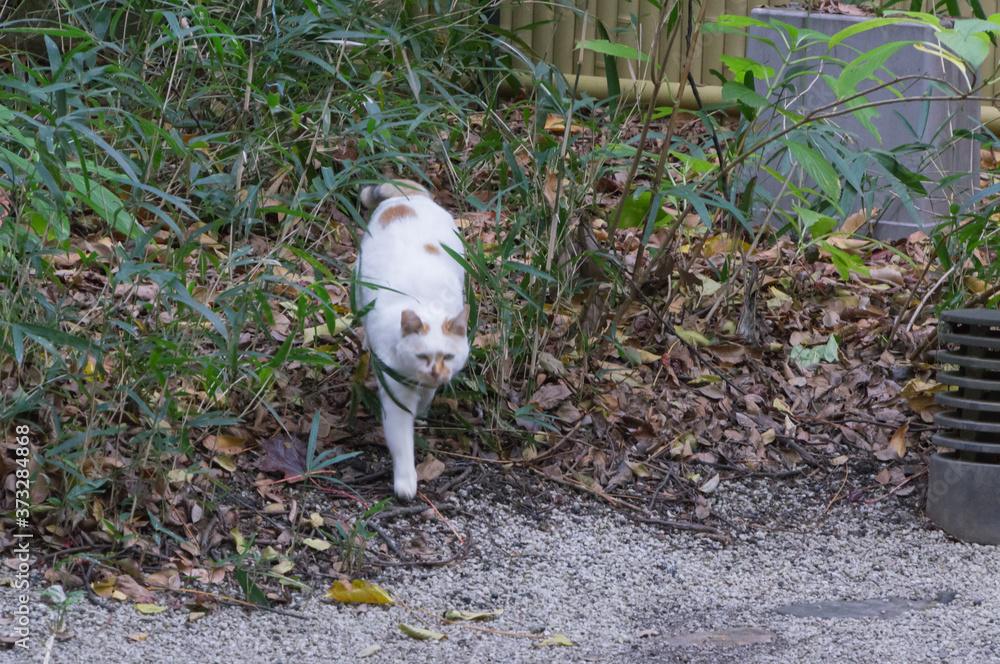 Shrine walking cat in Sakyo Ward, Kyoto City, Kyoto Prefecture. Shrine walking cat in Sakyo Ward, Kyoto City, Kyoto Prefecture.
