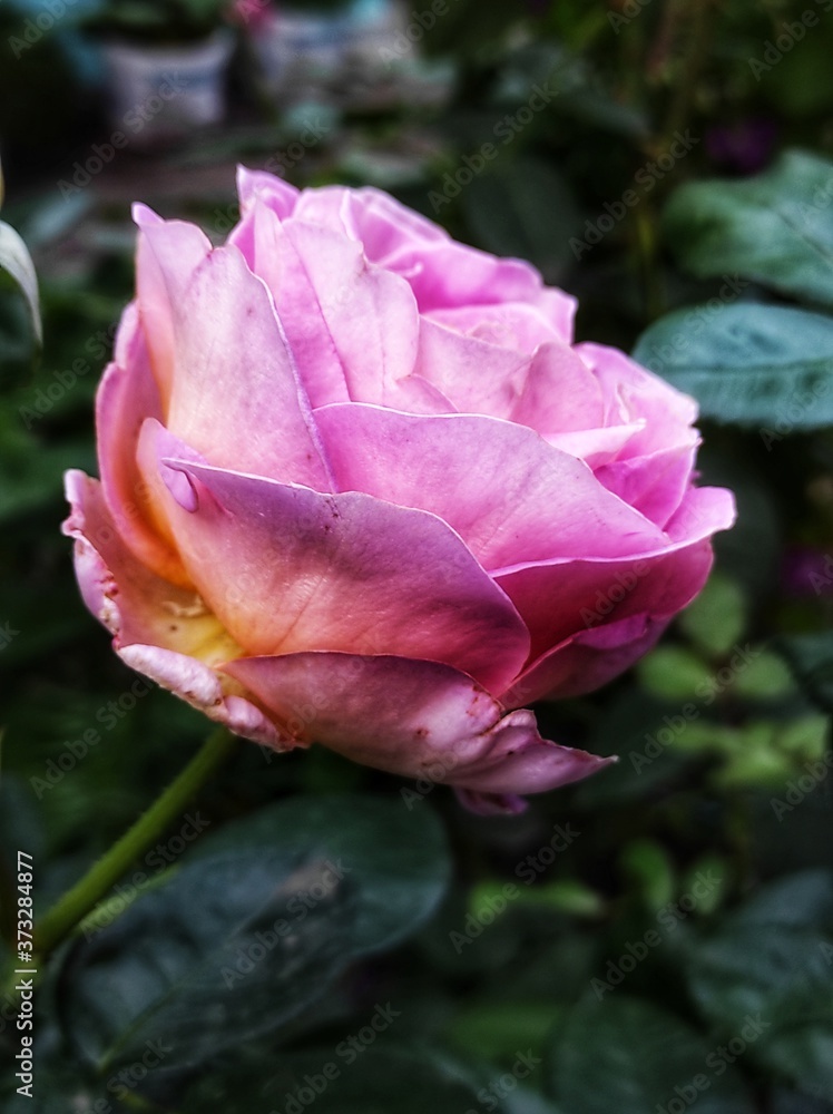 pink rose in the garden pink rose in the garden