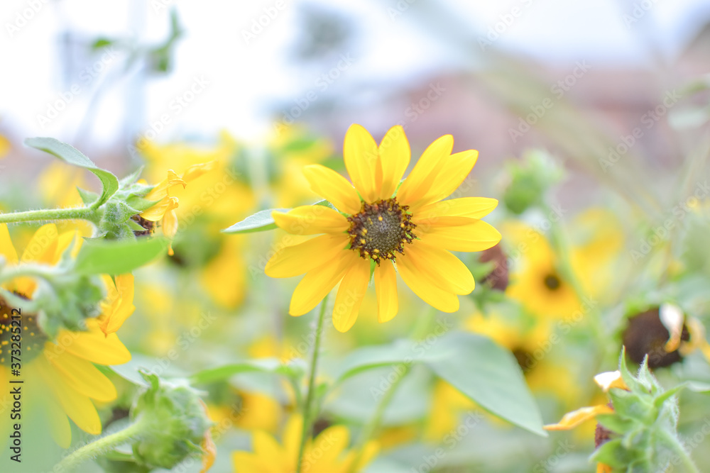 Obraz premium sunflower field in summer