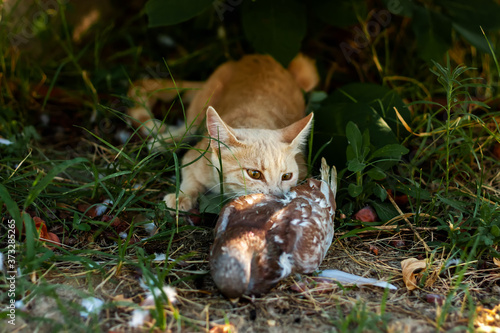 Ginger young domestic cat bites a captured pigeon on green grass in the garden. Cat predator and dove.