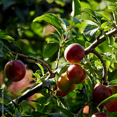 fruits of a wild fruit tree called mirabelka plum next to a dirt road in the village of Fasty in Podlasie, Poland