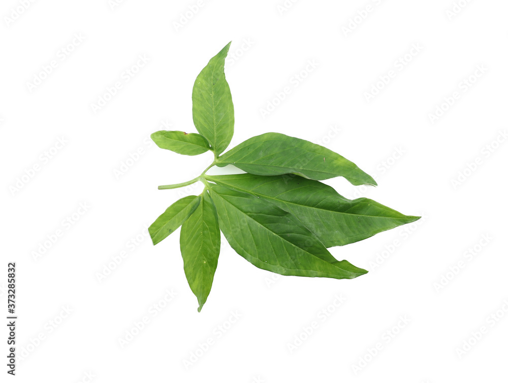Leaf samples from nature in Thailand. Leaf samples from nature in Thailand.
