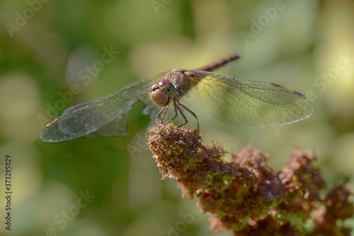 Dragonfly macro close up photo