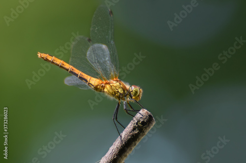 Dragonfly macro close up photo