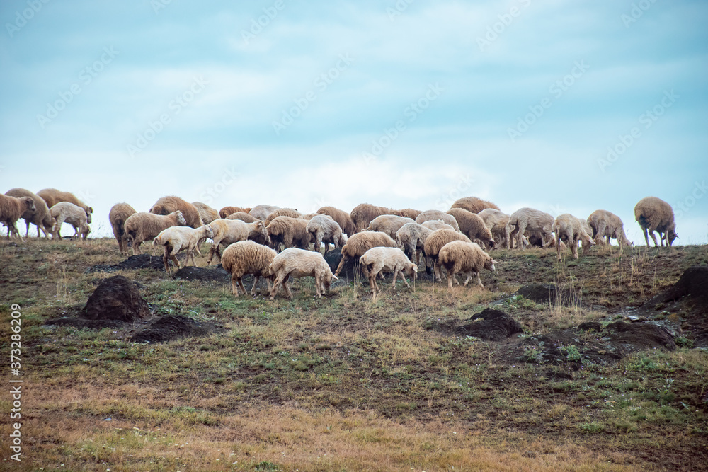 Fototapeta premium flock of sheep in a field