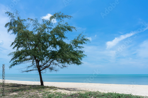 Pine tree on the beach with sky background. © noppharat