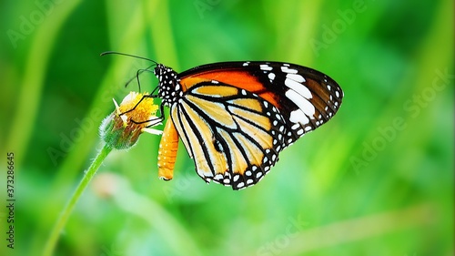 Thai butterfly in pasture flowers Insect outdoor nature butterfly on a flower