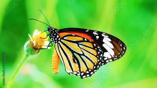 Thai butterfly in pasture flowers Insect outdoor nature butterfly on leaf