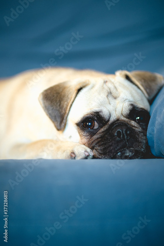 Vertical photo of an extremely cute and funny pug dog resting on a blue coach with his tongue out from his mouth