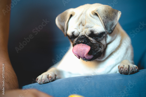 Fototapeta Naklejka Na Ścianę i Meble -  Extremely cute and funny pug dog resting on a blue coach with his tongue out from his mouth