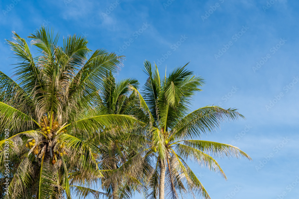 Coconut palm trees with blue sky.
