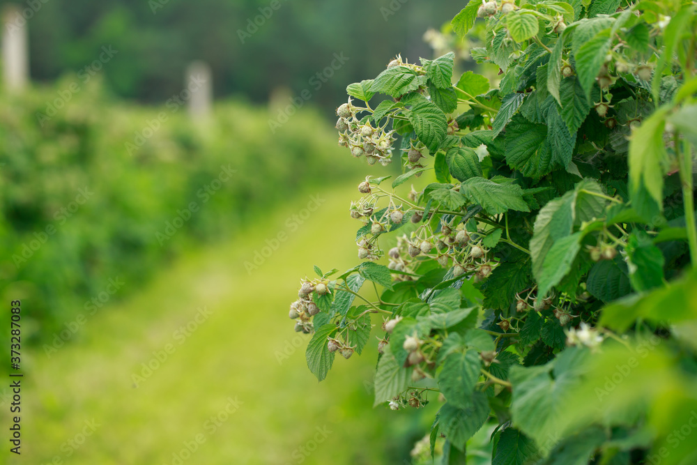 Fototapeta premium raspberry in the garden