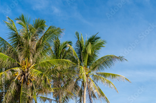 Coconut palm trees with blue sky.