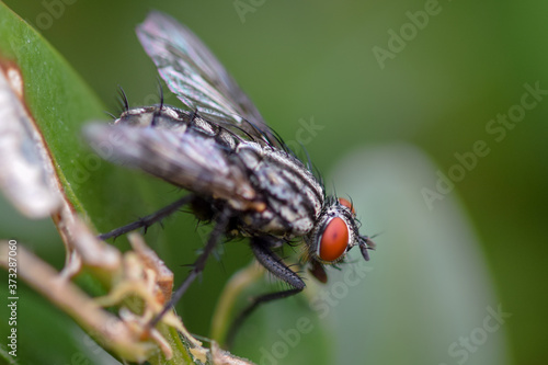 Fly macro close-up, insect photography