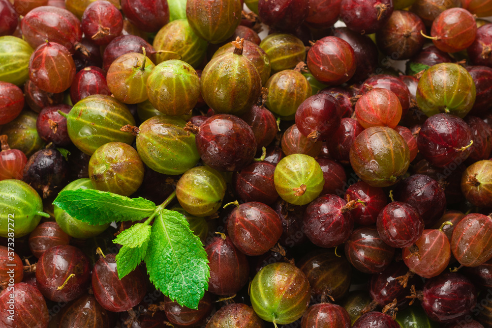 Gooseberry as a background. Top view. Gooseberry as a background. Top view.