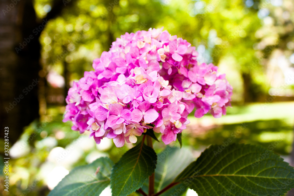 Pink hydrangea flowers in a colourful bright background Pink hydrangea flowers in a colourful bright background