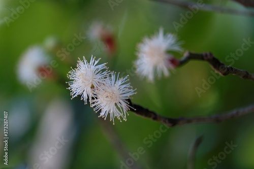 Photo of Clove tree flowerbuds